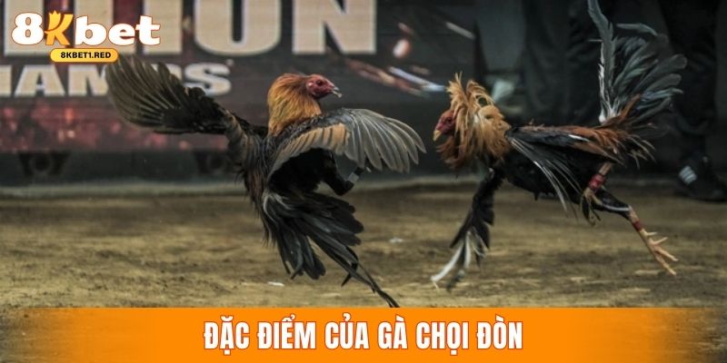 Đặc điểm tạo nên sức hút riêng của hình thức chọi gà đòn